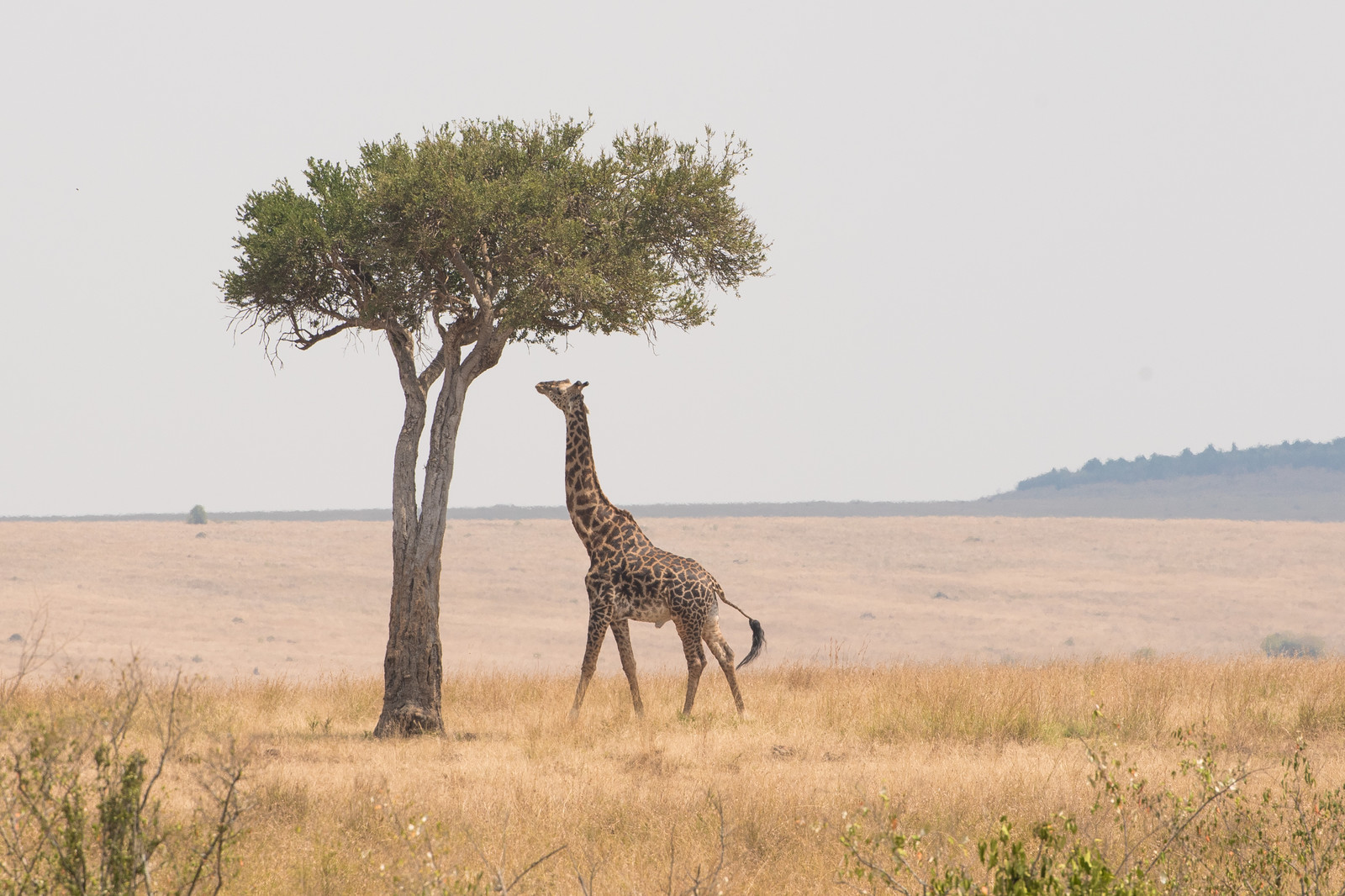 アフリカのサバンナの写真