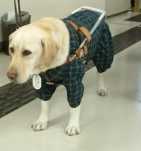 盲導犬セポリの画像