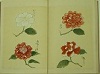 椿花品彙の画像