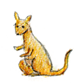カンガルー