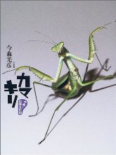 やあ！出会えたね　カマキリの画像