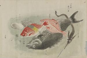 『伊豆七島図絵』より「八丈島魚の図（はちじょうじまさかなのず）」