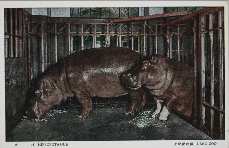 上野動物園 かば HIPPOPOTAMUSの画像