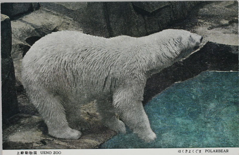 上野動物園 ほっきょくぐま POLARBEARの画像