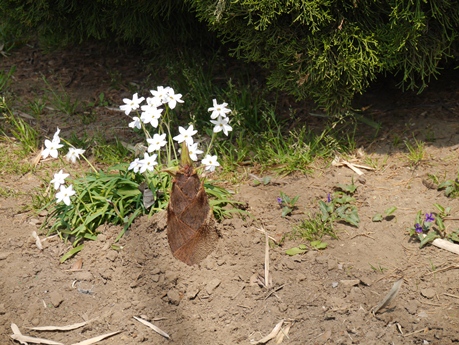 タケノコのイメージ画像